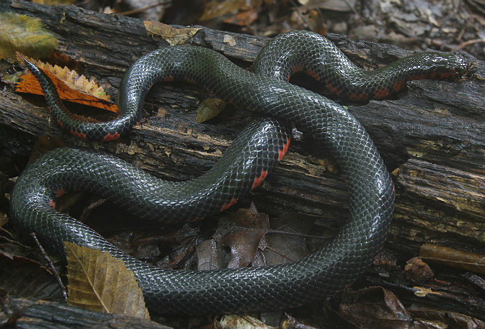 Western Mud Snake